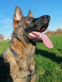 Du Mas de Montilla : Élevage Chiots Berger Allemand (yonne, Aube, Bourgogne, Champagne Ardenne)