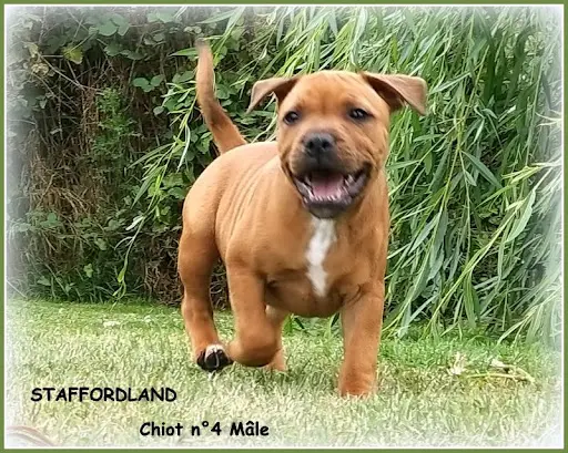 Élevage de Staffordland : Éleveur de Staffie, Staffordshire Bull Terrier Dans le Nord