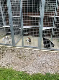 Pension Canine et Féline "au Bois du Châtel"