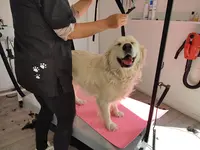 Bull Dog