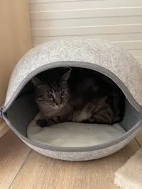 Cosy Cats Hotel