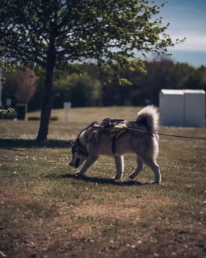 La Patoune Libre Éducation/comportement du Chien.