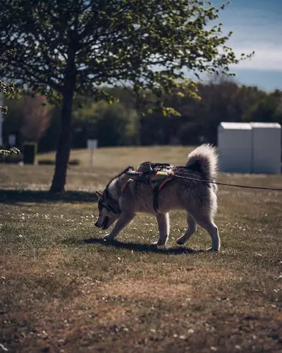 La Patoune Libre Éducation/comportement du Chien.