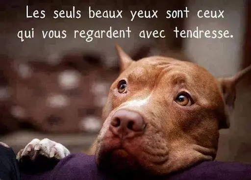 Association Anm "aidons Nos Molosses"