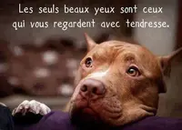 Association Anm "aidons Nos Molosses"