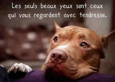 Association Anm "aidons Nos Molosses"