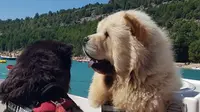 The Bully Chow