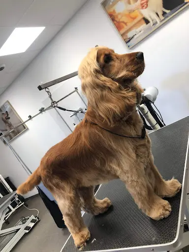 Salon de Toilettage Chiens Chats Compagnons des Saisons