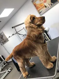 Salon de Toilettage Chiens Chats Compagnons des Saisons