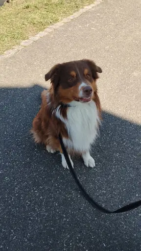 Elmdog