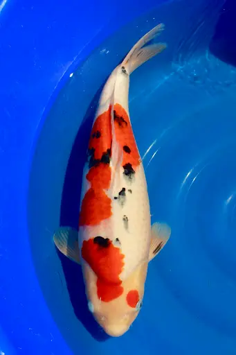 Cemakoi