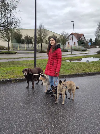 Éducation Canine la Félicité des 4 Pattes