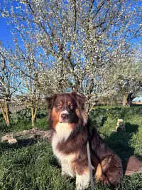 Thomas Educ - Educateur Canin et Félin en Alsace