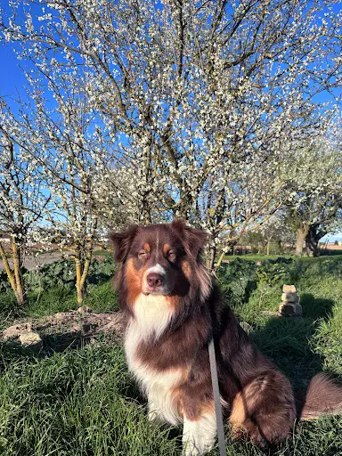 Thomas Educ - Educateur Canin et Félin en Alsace
