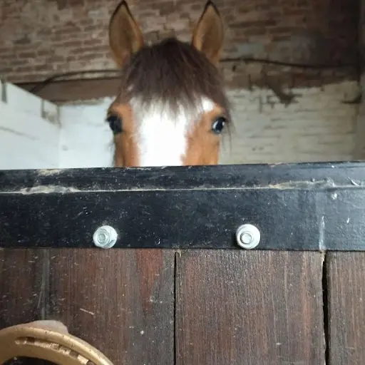 Soc Hippique Rurale Écurie Hutin