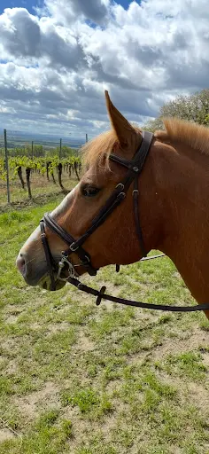 Equi Jump Alsace
