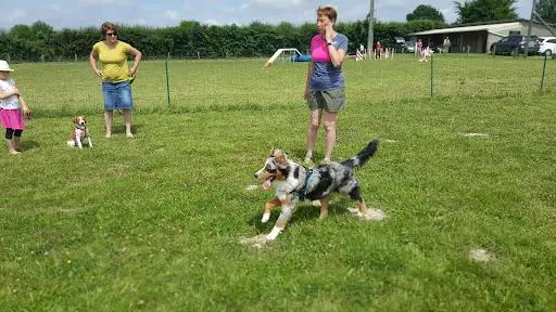 Club Agility Education Esprit Canin - Caeec