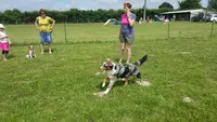 Club Agility Education Esprit Canin - Caeec