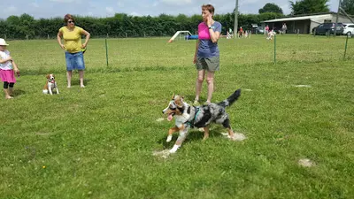 Club Agility Education Esprit Canin - Caeec