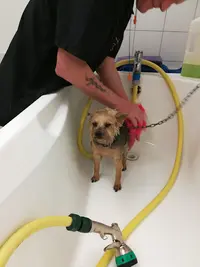 Toilettage Canin Pile Poil