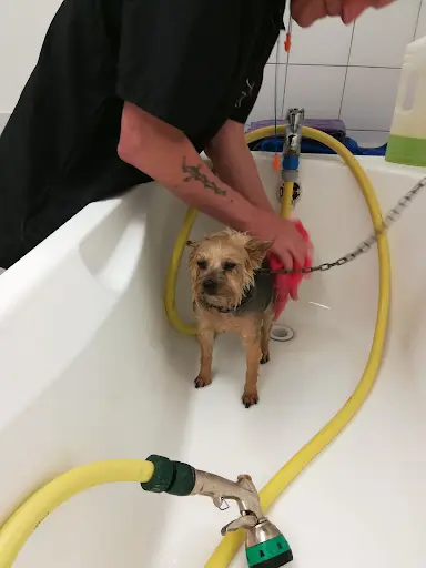 Toilettage Canin Pile Poil