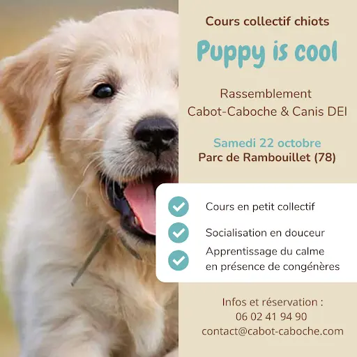 Cabot-caboche : Éducateur Canin Comportementaliste