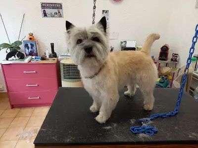 Le Chien Ovillois