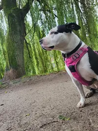 Crul Pro Dogs Educateur Canin Comportementaliste