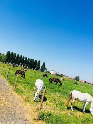 Haras des Lilas Blancs