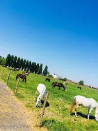 Haras des Lilas Blancs
