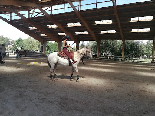 Westerlies Performance Horses-centre d'Équitation Western
