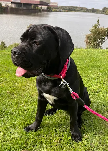 Elevage Familial des Cerbére du Corsaire (exclusif Cane Corso Italino)