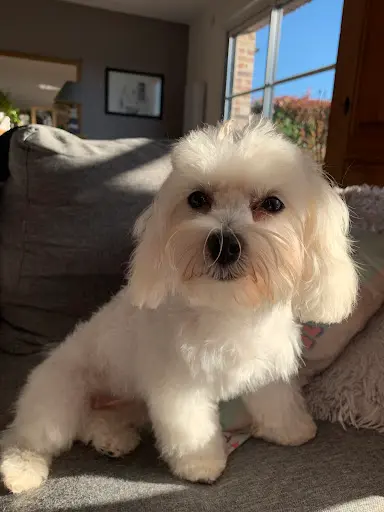 Dog Charm