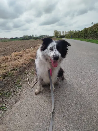 Thibdog Educ - Éducateur Canin À Dunkerque
