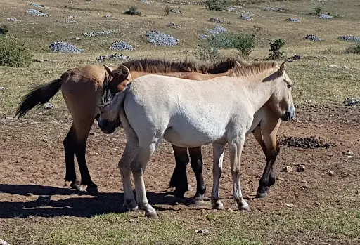 Takh - Association Pour le Cheval Przewalski