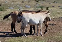Takh - Association Pour le Cheval Przewalski