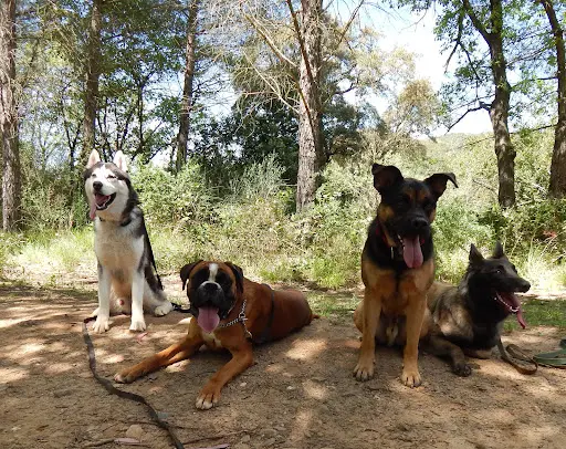 Canis Anaïs - Éducation Canine - Rééducation Comportementale