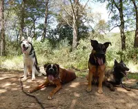 Canis Anaïs - Éducation Canine - Rééducation Comportementale