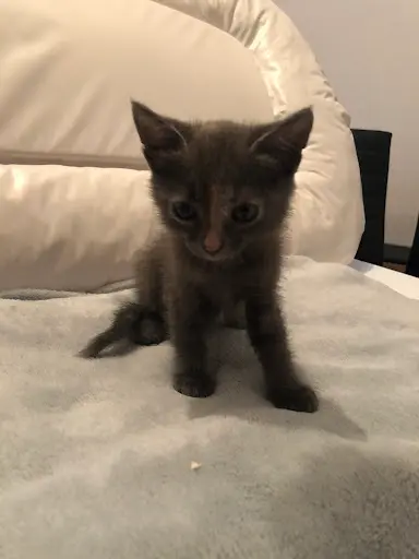 La Chat Hyères