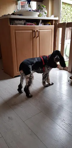 La Main À la Patte