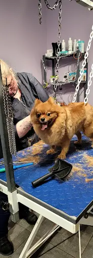 Au Chien Chic