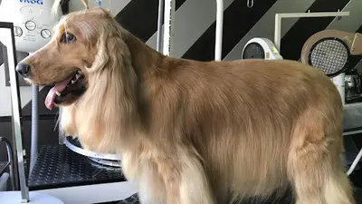 Look Canin