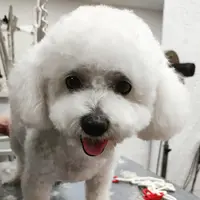 Créa Tif Dog : Toilettage À Domicile Igny et Alentours