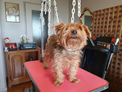 Le Van Canin - Toilettage À Domicile