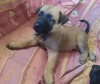 Élevage de la Trissonière : Berger Belge Malinois