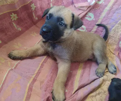 Élevage de la Trissonière : Berger Belge Malinois