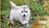 Elevage des Guerriers Chippewa S - Vente Chiots Husky Malamute d'Alaska Éleveur Saône-et-loire 71 Bourgogne-franche-comté