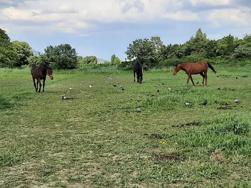 Les Écuries des Orgues