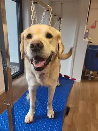 Dog Connection