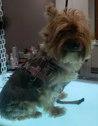 Oh My Dog